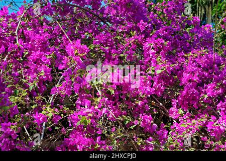 Rosa Bougainvillea Blüten (Bougainvillea spectabilis) auf Pergola Stockfoto