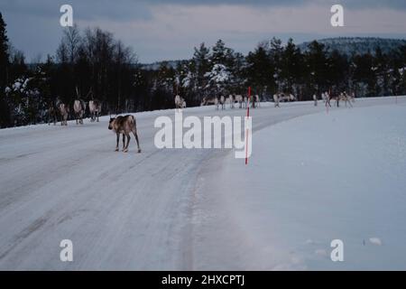 Rentierherde auf schneebedeckter Straße in Finnland Stockfoto