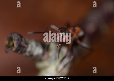 Arbeiter der roten Waldameise (Formica rufa) in Angriffshaltung in der Nähe des Nestes Stockfoto