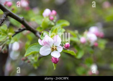 Viele schöne Blüten von Apfelbaum im Frühjahr Stockfoto