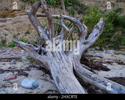 Ostseeküste Holnis Spitze an der Flensburger Förde Stockfoto