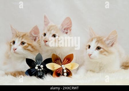 Drei junge norwegische Waldkatzen mit Origami-Blüten Stockfoto
