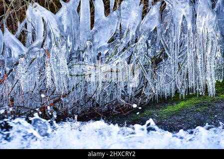 Zweig mit Eiszapfen auf einem Bach im westlichen Allgäu, Bayern, Baden-Württemberg, Deutschland, Europa Stockfoto