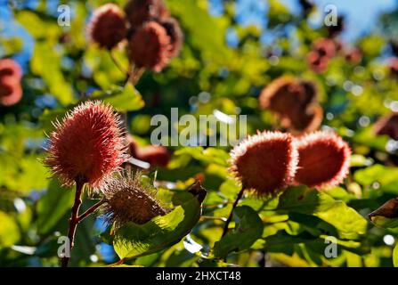 Achiote Früchte auf Baum (Bixa orellana) Stockfoto