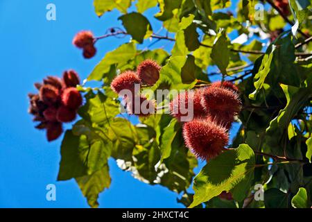 Achiote Früchte auf Baum (Bixa orellana) Stockfoto