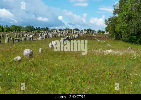 Steine der Menec-Ausrichtung in Carnac, Bretagne, Frankreich Stockfoto