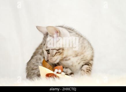 Bengalkätzchen mit einer Origami-Blume auf einer Schafshaut Stockfoto