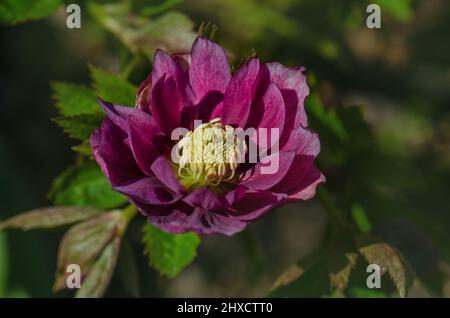 Helleborus orientalis Delila. Im Frühlingsgarten blüht der schwarze burgunderbraune Delila hellborus. Stockfoto