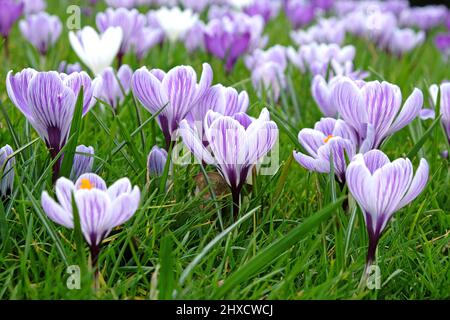 Lila und weiß gestreifte Krokus ÔpickwickÕ in voller Blüte. Stockfoto