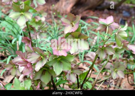 Alternde Blüten von Helleborus ÔWalberton RosemaryÕ Stockfoto