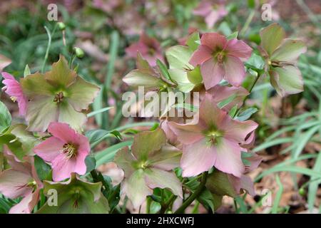 Alternde Blüten von Helleborus ÔWalberton RosemaryÕ Stockfoto