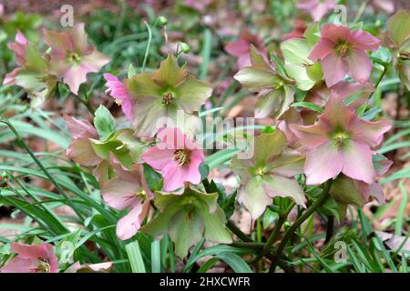 Die verblassenden Blüten der RosemaryÕ von Helleborus ÔWalberton Stockfoto