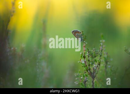 Silberbeschlagener blauer Plebejus argus, der am frühen Morgen auf einer Heidekraut-Pflanze photographiert wurde, ist dieser Schmetterling in Schweden häufig Stockfoto