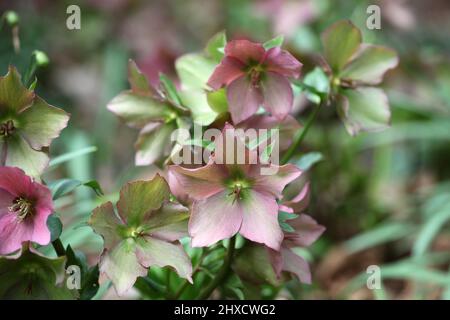 Die verblassenden Blüten der RosemaryÕ von Helleborus ÔWalberton Stockfoto