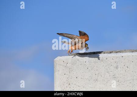 Weiblicher Felskestel (Falco rupicolus), der Beute zum Nest trägt, westliches Kap, Südafrika. Stockfoto