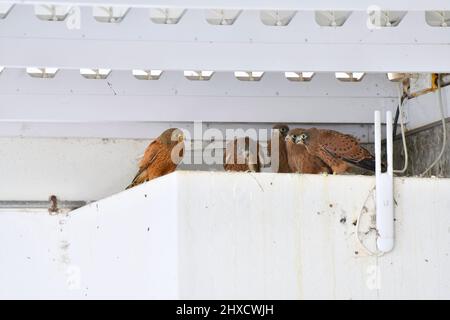 Weiblicher Felskestel (Falco rupicolus) am Nest mit vier Küken, westliches Kap, Südafrika. Stockfoto