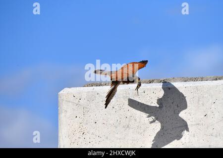 Weiblicher Felskestel (Falco rupicolus), der Beute zum Nest trägt, westliches Kap, Südafrika. Stockfoto