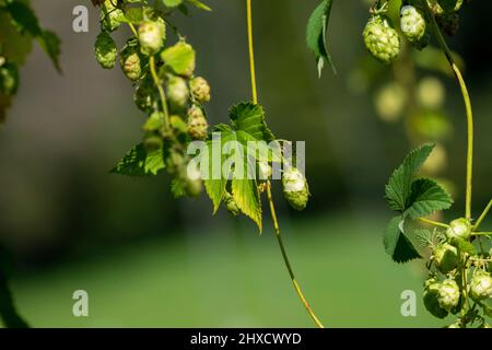 Hopfen, Baden-Württemberg, Herbst, vor der Ernte Stockfoto