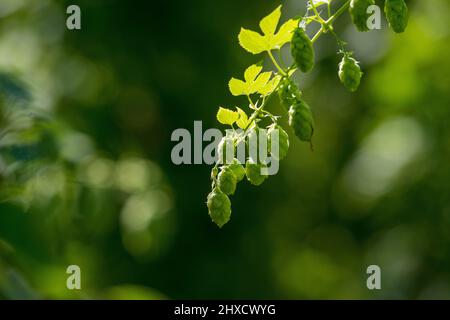 Hopfen, Baden-Württemberg, Herbst, vor der Ernte Stockfoto