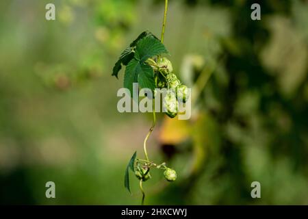 Hopfen, Baden-Württemberg, Herbst, vor der Ernte Stockfoto