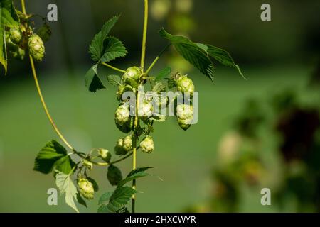 Hopfen, Baden-Württemberg, Herbst, vor der Ernte, Dolde Stockfoto