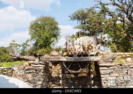 Ein Landwirt zieht Wasser aus einem Brunnen durch ein Rad von Bullocks für die Bewässerung gedreht, Kumbhalgarh, Aravalli Hills, Rajsamand Bezirk, Udaipur, Rajasthan Stockfoto