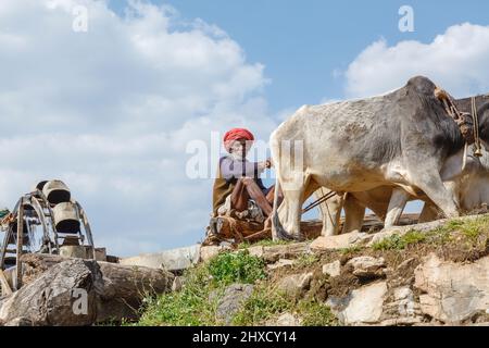 Ein Landwirt zieht Wasser aus einem Brunnen durch ein Rad von Bullocks für die Bewässerung gedreht, Kumbhalgarh, Aravalli Hills, Rajsamand Bezirk, Udaipur, Rajasthan Stockfoto
