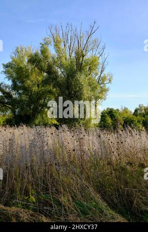 Landschafts- und Steinbruchteiche bei Dörfleins, Teil des LIFE-Natur-Projektes Oberes Maintal, Stadt Hallstadt, Landkreis Bamberg, Oberfranken, Franken, Bayern, Deutschland Stockfoto