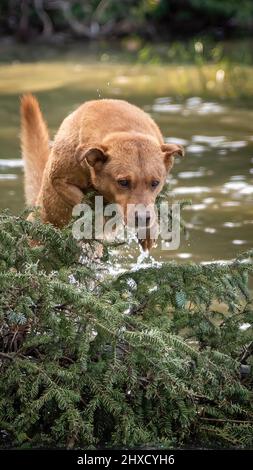 Hund springt über einen Baum am Wasser Stockfoto
