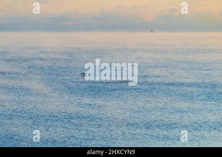 Minimaler Blick auf das Meer von der Küste Helsinkis. Das Wetter ist so kalt, dass das Wasser gefriert und einen leichten Nebel auf seine Oberfläche versprüht Stockfoto