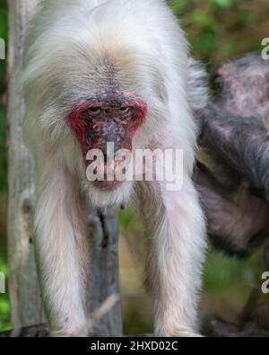 Ein gefangener Makaken im Affenrettungszentrum, Monkey World, Wool, Dorset, England, Großbritannien, wo sie sich auf die Rehabilitierung geretteter Menschenaffen spezialisiert haben. Stockfoto