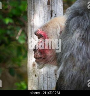 Ein gefangener Makaken im Affenrettungszentrum, Monkey World, Wool, Dorset, England, Großbritannien, wo sie sich auf die Rehabilitierung geretteter Menschenaffen spezialisiert haben. Stockfoto