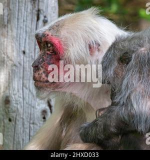 Ein gefangener Makaken im Affenrettungszentrum, Monkey World, Wool, Dorset, England, Großbritannien, wo sie sich auf die Rehabilitierung geretteter Menschenaffen spezialisiert haben. Stockfoto