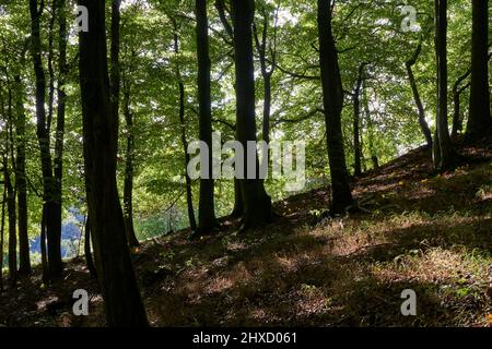 Der Basaltsee Tintenfass bei Riedenberg im NSG Schwarze Berge des Biosphärenreservats Rhön, Kreis Bad Kissingen Unterfranken, Franken, Bayern, Deutschland Stockfoto