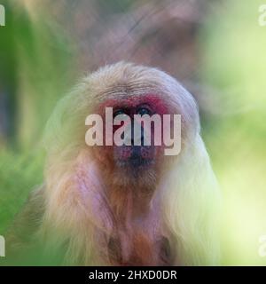 Ein gefangener Makaken im Affenrettungszentrum, Monkey World, Wool, Dorset, England, Großbritannien, wo sie sich auf die Rehabilitierung geretteter Menschenaffen spezialisiert haben. Stockfoto