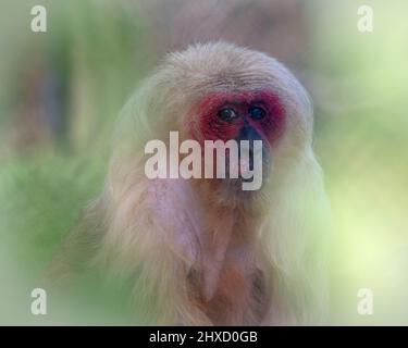 Ein gefangener Makaken im Affenrettungszentrum, Monkey World, Wool, Dorset, England, Großbritannien, wo sie sich auf die Rehabilitierung geretteter Menschenaffen spezialisiert haben. Stockfoto