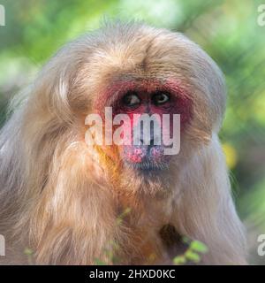 Ein gefangener Makaken im Affenrettungszentrum, Monkey World, Wool, Dorset, England, Großbritannien, wo sie sich auf die Rehabilitierung geretteter Menschenaffen spezialisiert haben. Stockfoto