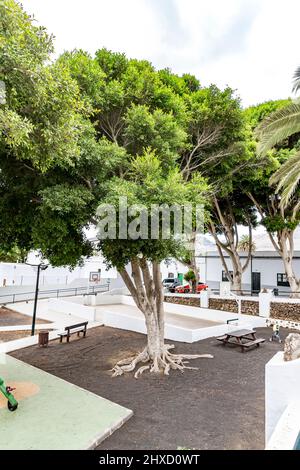 Birkenfeige, Ficus benjamina, Haria, Lanzarote, Kanarische Inseln, Spanien, Europa Stockfoto