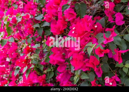 Bougainvillea, Haria, Lanzarote, Kanarische Inseln, Spanien, Europa Stockfoto