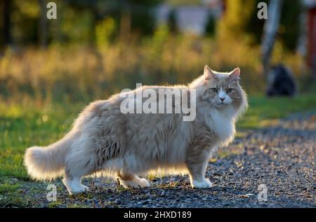 Norwegischer Waldkatze Männchen im Freien stehend Stockfoto