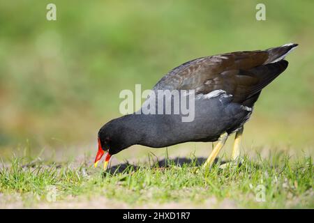 Moorhen (Gallinula chloropus) auf Nahrungssuche am Ufer, Nordrhein-Westfalen, Deutschland Stockfoto