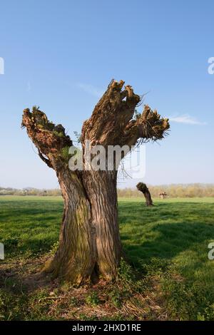 Silberweide (Salix alba), pollard-Weide im Frühjahr, Nordrhein-Westfalen, Deutschland Stockfoto