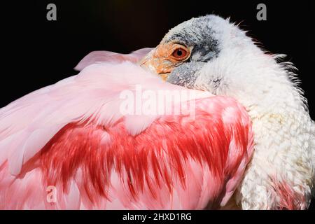 Rosenlibber (Platalea ajaja), Erwachsener, Porträt, Florida, USA Stockfoto