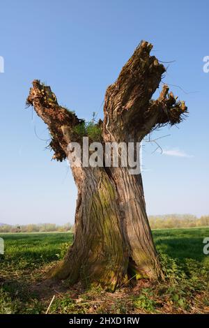 Silberweide (Salix alba), pollard-Weide im Frühjahr, Nordrhein-Westfalen, Deutschland Stockfoto