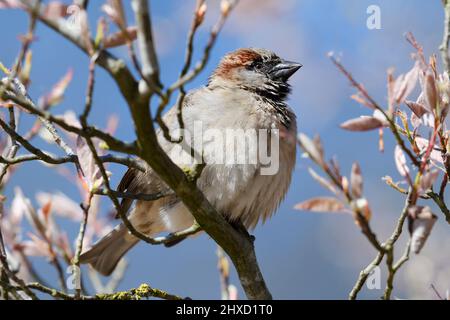 Haussperling (Passer domesticus), männlich im Frühjahr, Nordrhein-Westfalen, Deutschland Stockfoto