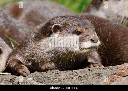 Zwerg- oder Kurzkrallenotter (Aonyx cinerea), Erwachsene, Asien Stockfoto