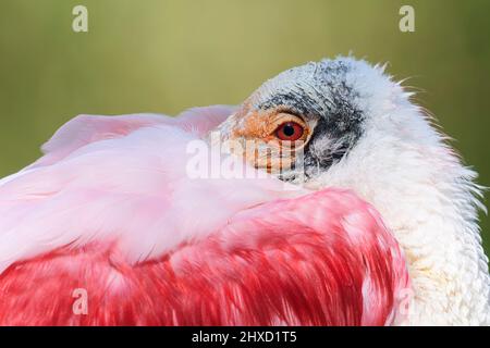 Rosenlibber (Platalea ajaja), Erwachsener, Porträt, Florida, USA Stockfoto