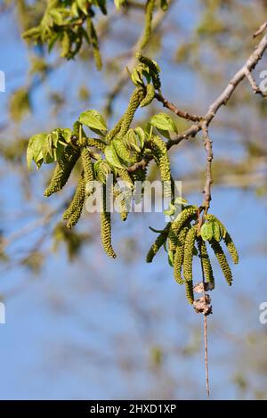 Kaukasische Flügelnuss (Pterocarya fraxinifolia), männliche Blüten im Frühjahr, Nordrhein-Westfalen, Deutschland Stockfoto