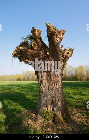 Silberweide (Salix alba), pollard-Weide im Frühjahr, Nordrhein-Westfalen, Deutschland Stockfoto