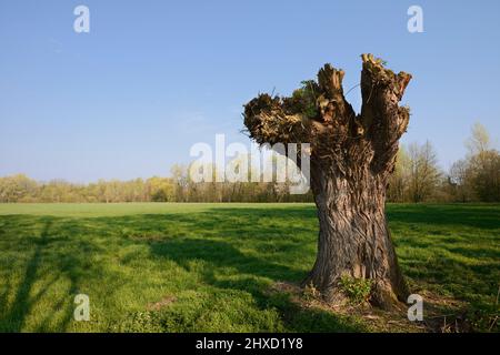 Silberweide (Salix alba), pollard-Weide im Frühjahr, Nordrhein-Westfalen, Deutschland Stockfoto